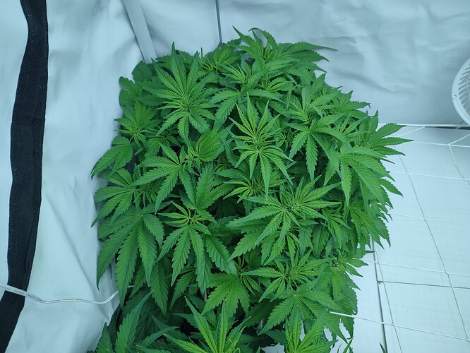 Growreport Bild 17