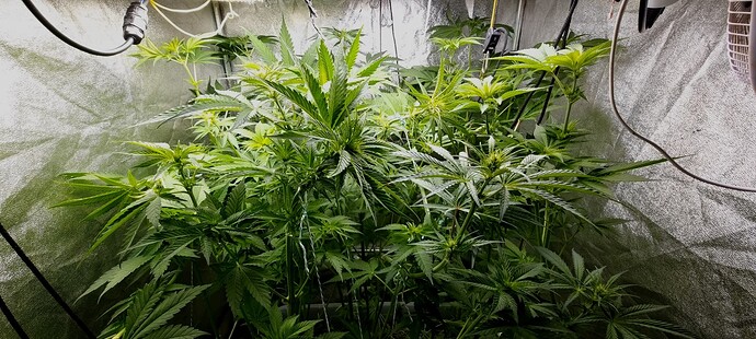 Growreport Bild 7