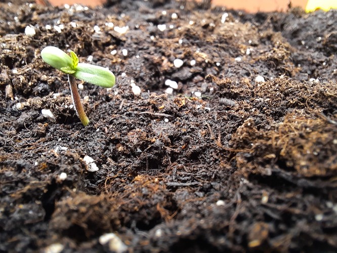 Growreport Bild 3