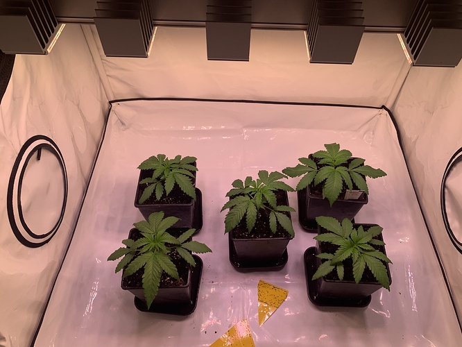 Growreport Bild 7
