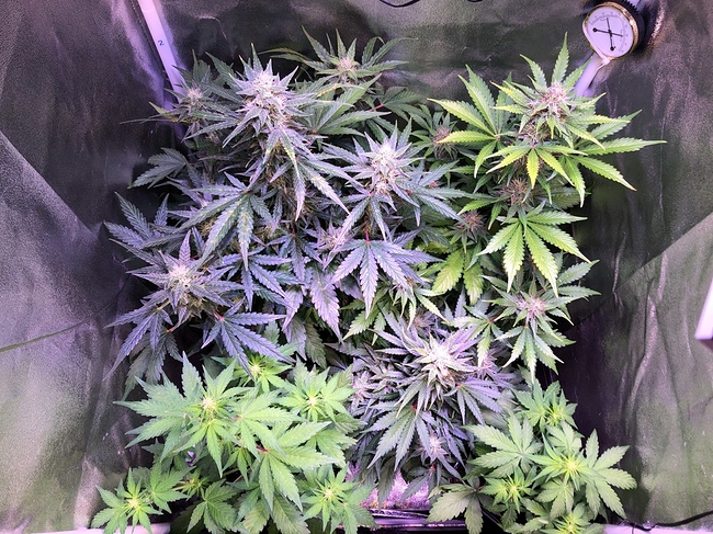 Growreport Bild 17