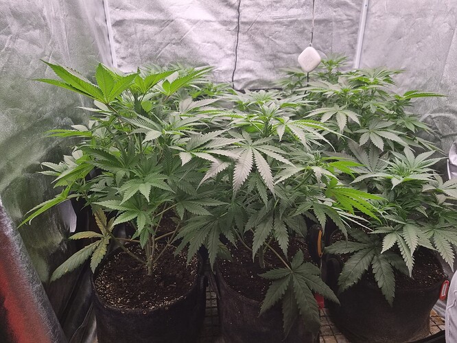 Growreport Bild 38