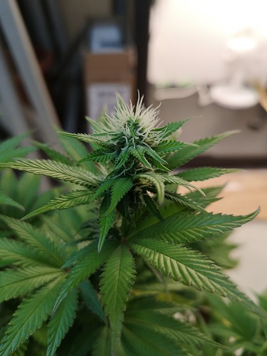 Growreport Bild 1