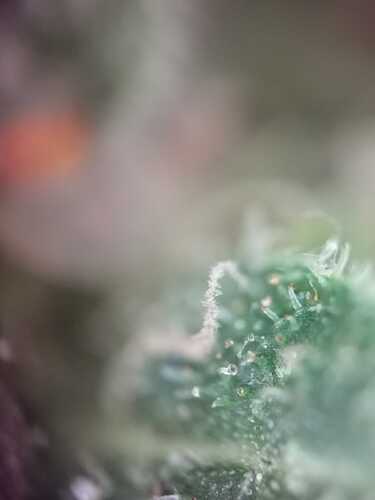 Trichom 06
