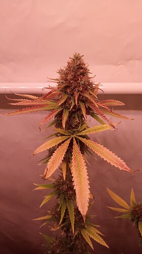 Growreport Bild 9