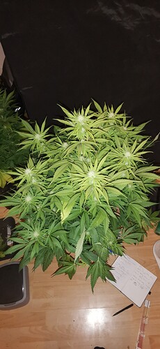 Growreport Bild 29