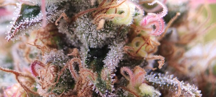 Growreport Bild 13