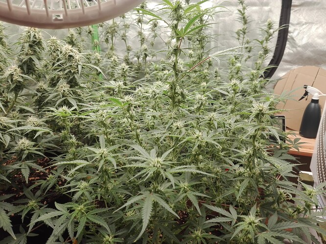 Growreport Bild 19