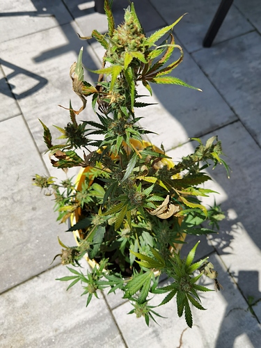 Growreport Bild 5