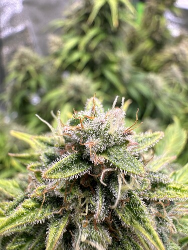 Growreport Bild 35