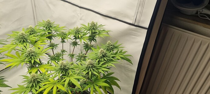 Growreport Bild 8