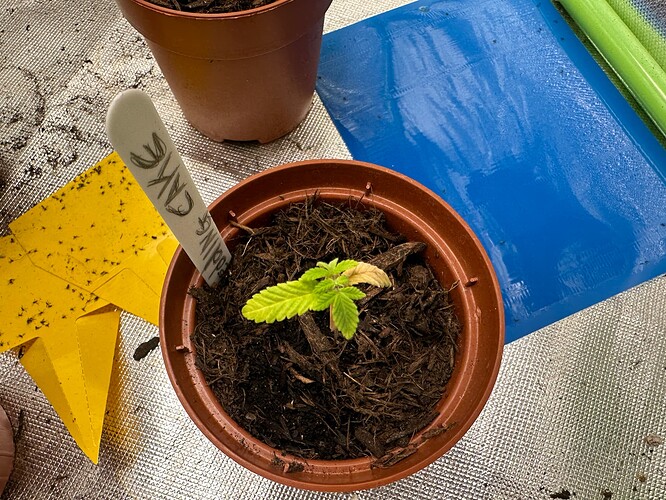 Growreport Bild 11