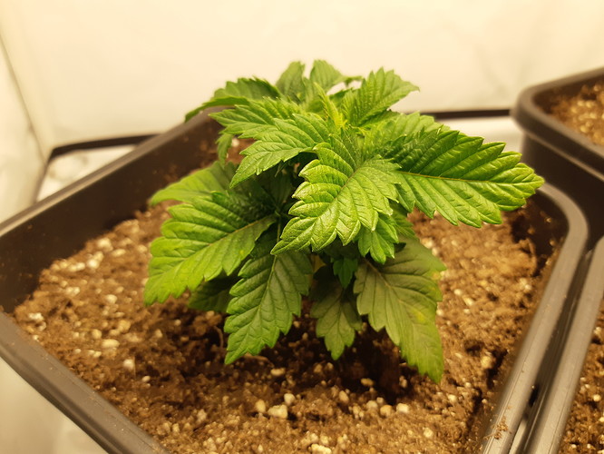 Growreport Bild 9