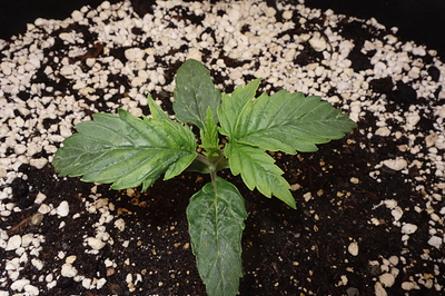 Growreport Bild 24