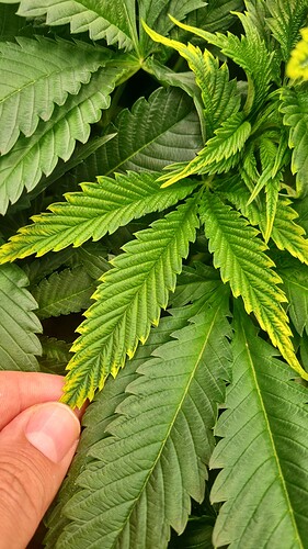 Growreport Bild 7