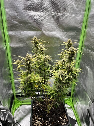 Growreport Bild 2