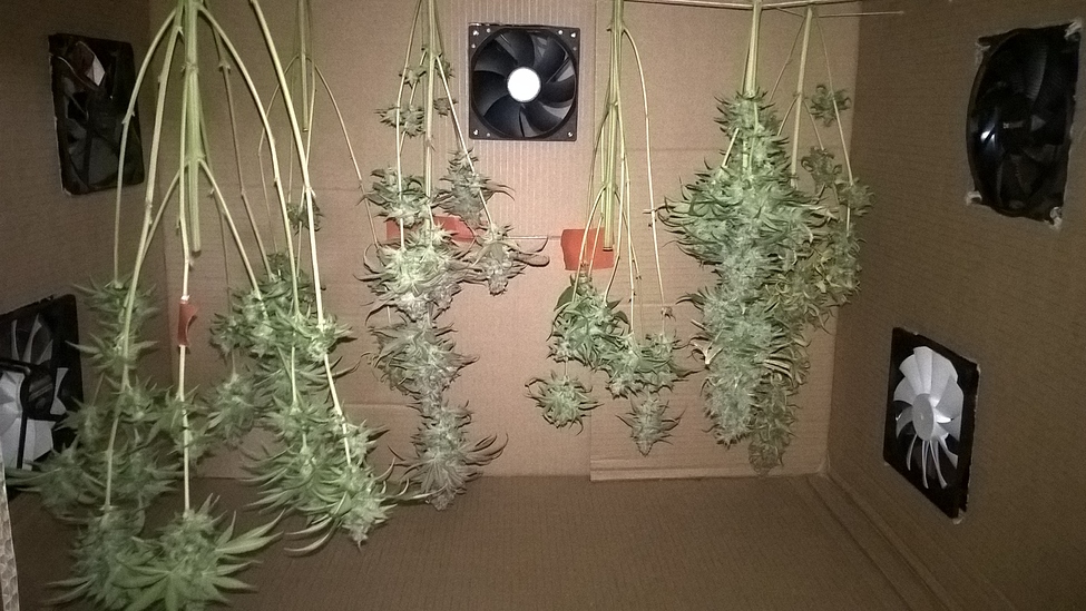 Mars Hydro TSW2000 - 18 Seeds - BioBizz