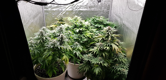 Growreport Bild 16
