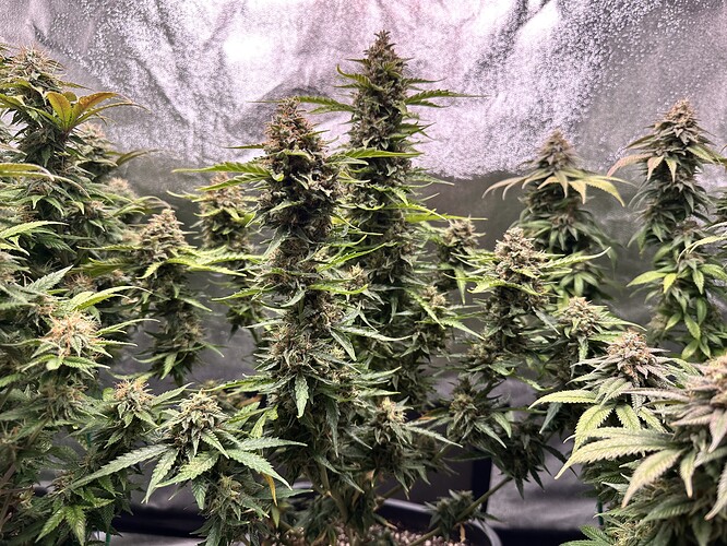 Growreport Bild 7