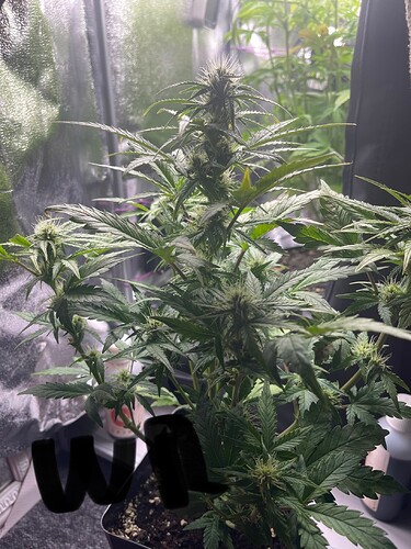 Growreport Bild 8