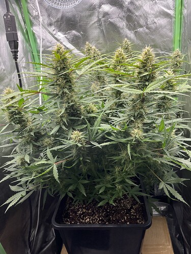 Growreport Bild 19