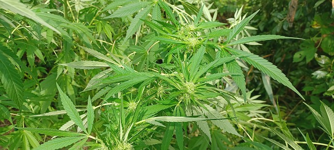 Growreport Bild 5