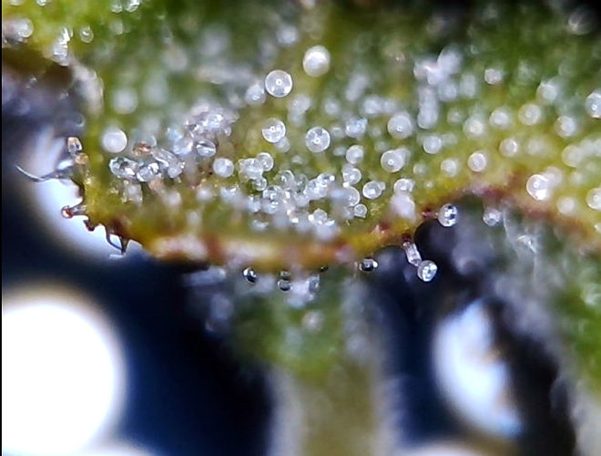 Growreport Bild 11