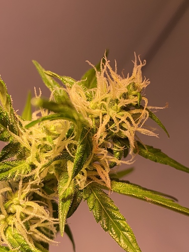 Growreport Bild 1