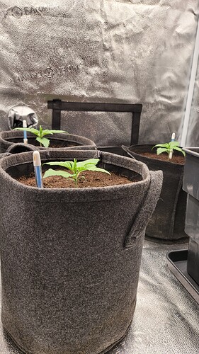 Growreport Bild 127