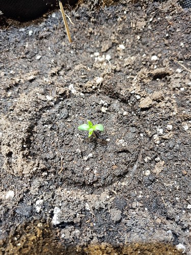Growreport Bild 6
