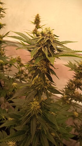 Growreport Bild 21