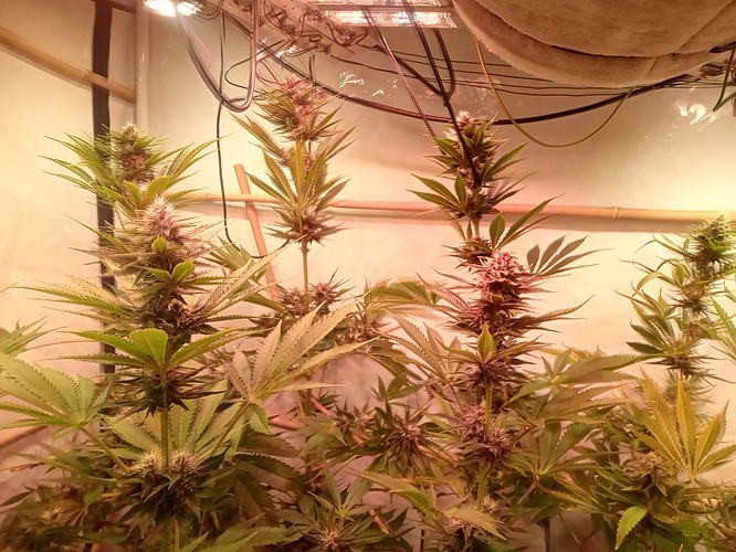 Growreport Bild 35