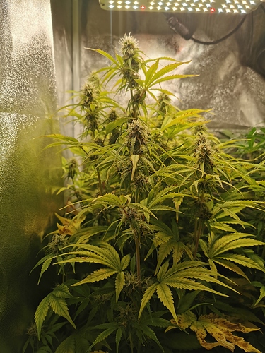 Growreport Bild 7