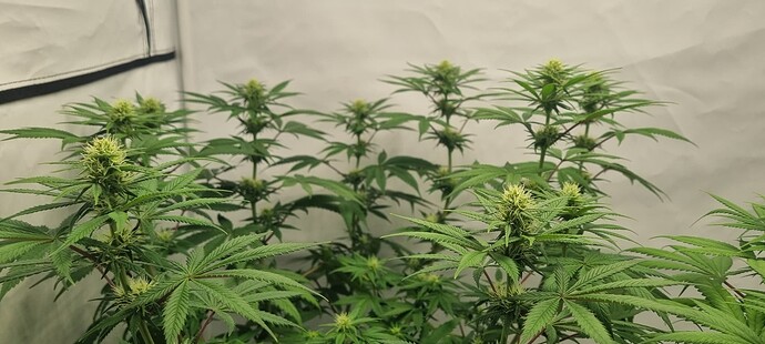 Growreport Bild 8