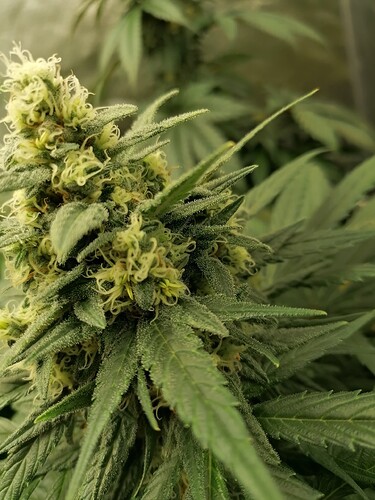 Growreport Bild 3