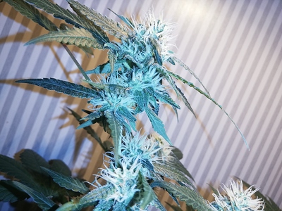 Growreport Bild 5