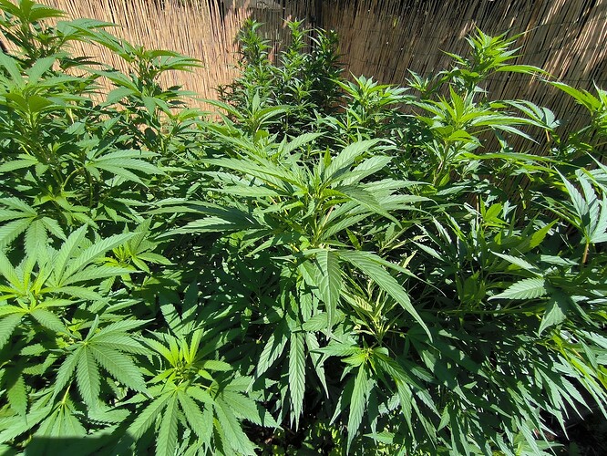 Growreport Bild 1