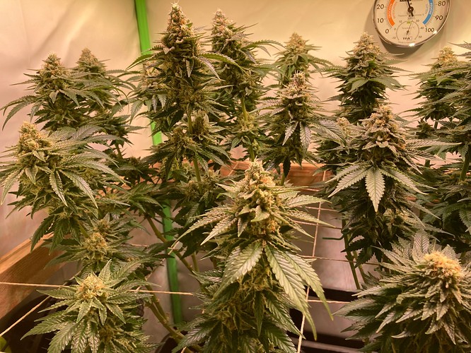 Growreport Bild 3