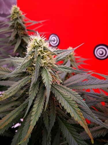 Growreport Bild 5