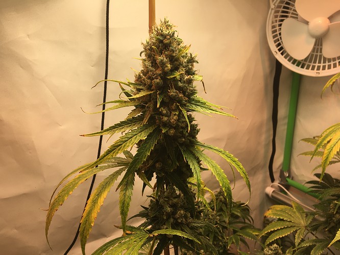Growreport Bild 10