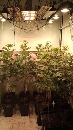 Growreport Bild 55