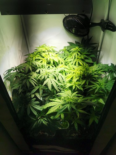 Growreport Bild 4