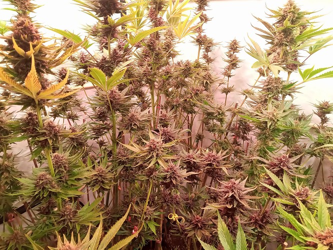 Growreport Bild 54