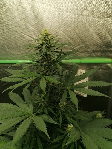 Growreport Bild 6
