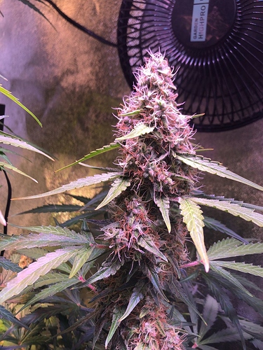 Growreport Bild 49