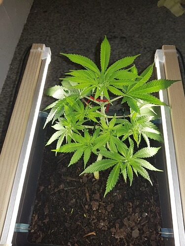 16916748861686778737162210348052