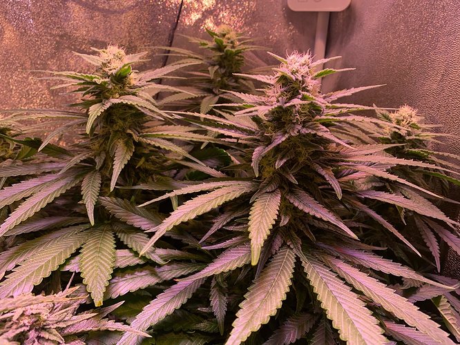 Growreport Bild 10