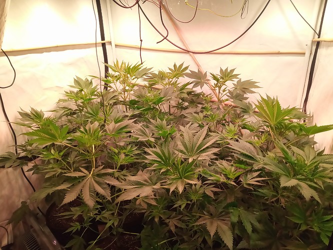 Growreport Bild 26