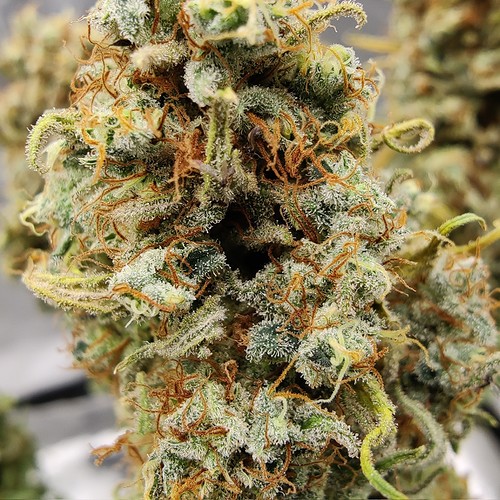 Growreport Bild 39
