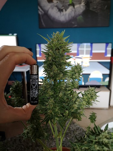 Growreport Bild 5